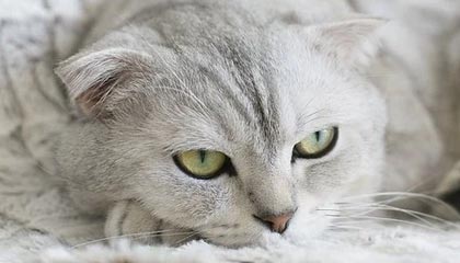 开云体育网页入口-【冠军访谈】丁俊晖：比赛中的心理调节与战术变换，丁俊晖的经历